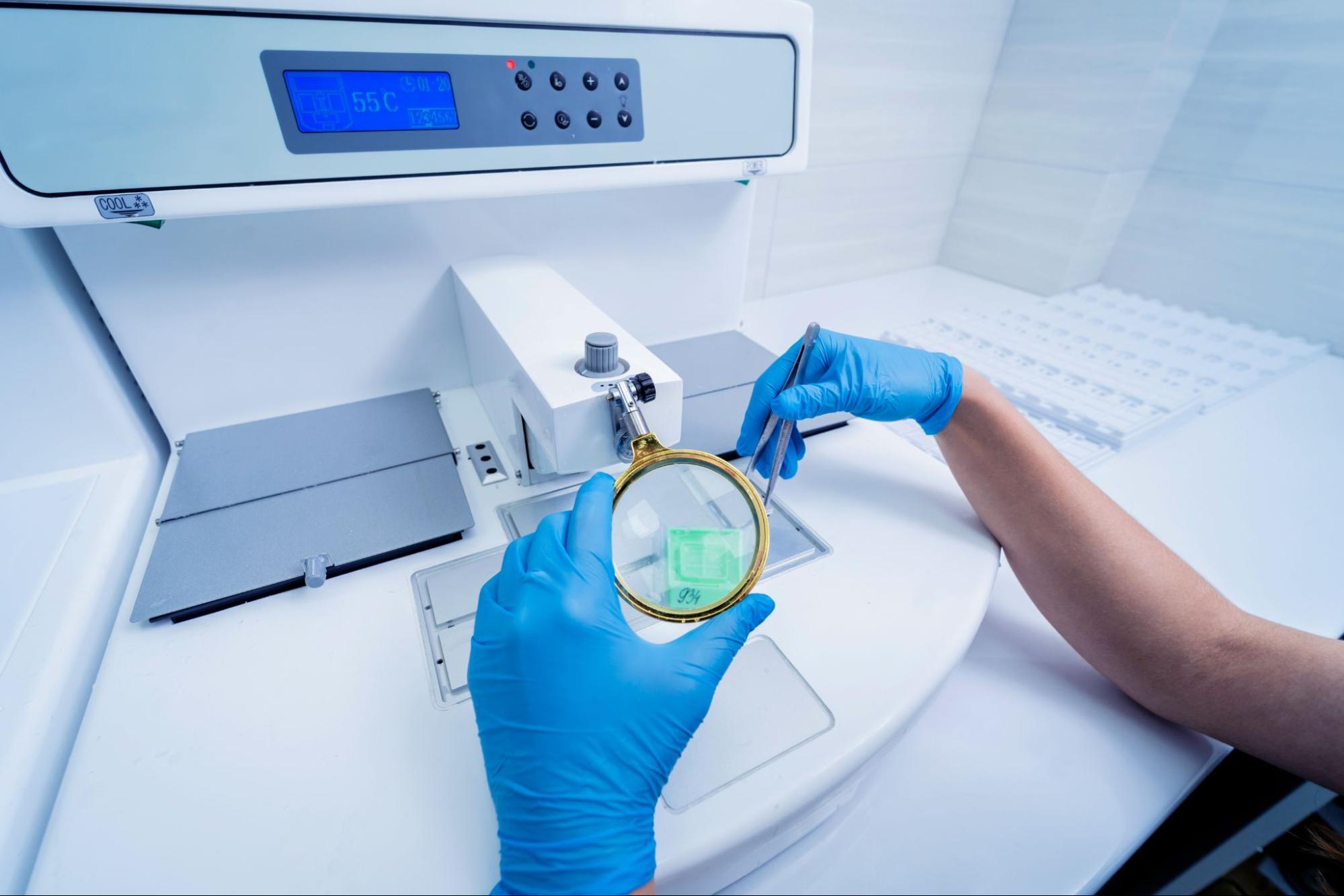 Laborant s lupou a pinzetou připravuje vzorky na biopsii myokardu